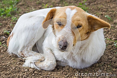 Sleepy dog and lazy dog laying down