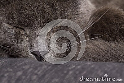 Sleepy gray cat