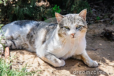 Sleepy homeless cat enjoy noon sunshine in garden