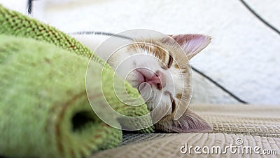 Sleepy kitten on a blue and green towel