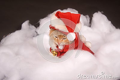 Sleepy kitten in a santa costume