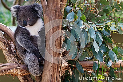Sleepy koala bear in tree