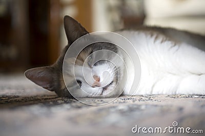 Sleepy pet cat lying on carpet