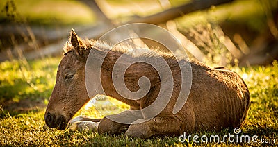 Sleepy thoroughbred foal