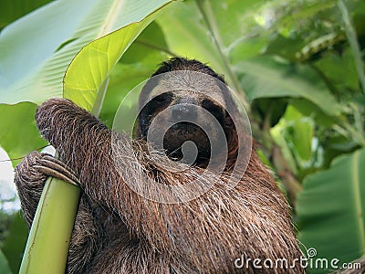 Sloth in banana tree