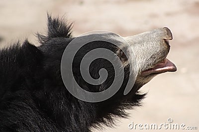 Sloth bear