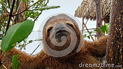 Sloth funny face