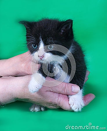 Small angry black and white kitten in hand on green