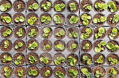 Small Begonia plants in plastic containers