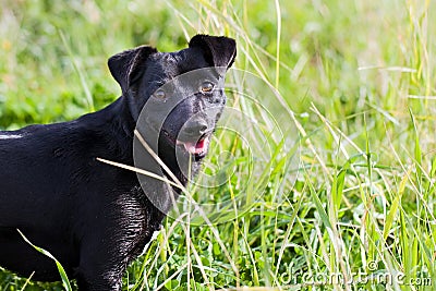 Black Dog in High Grass