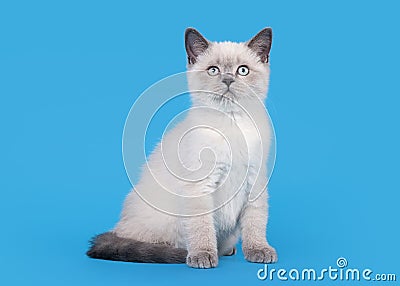 Small blue color point british kitten on light blue