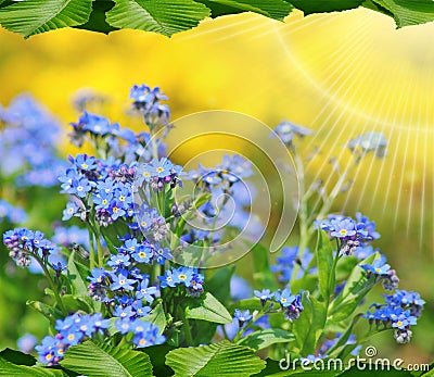 Small blue flowers nots -background,texture