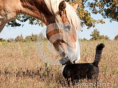 Small cat and a big horse - best friends