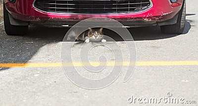 Small cat or kitten hiding under front of car