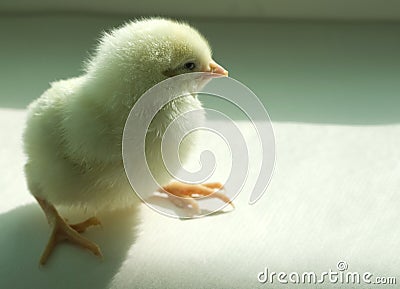 Small chicken