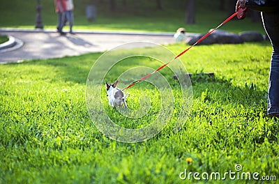 Small chihuahua dog doing its business for a walk