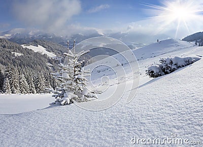 A small Christmas tree covered with snow in winter mountains