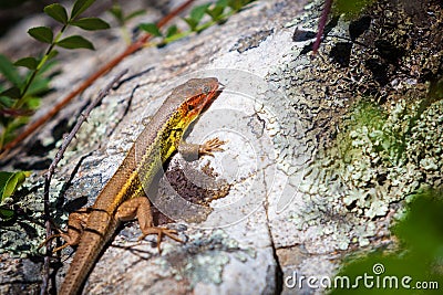 Small Colorful Lizard