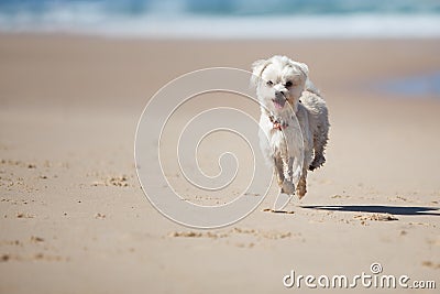 Small cute dog jumping on a sandy beach