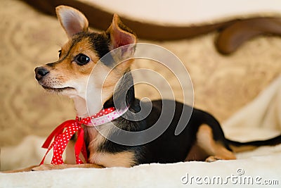 Small cute pinup dog with red ribbon lying in bed looking to the woman closeup picture