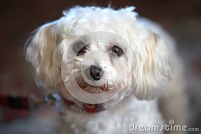 Small, cute, white dog looks into the camera