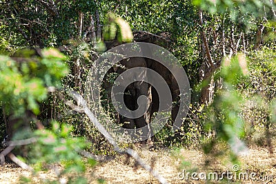 A small elephant calf is hiding behind its mother in Yala nation