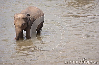Small elephant in water