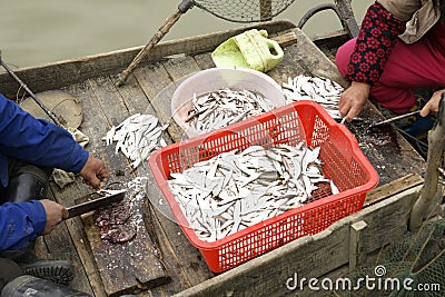 Small fish in boat