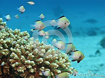 Small fishes on coral reef