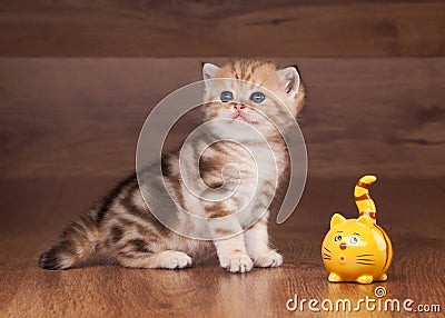 Small golden british kitten