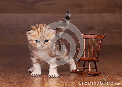 Small golden british kitten with armchair