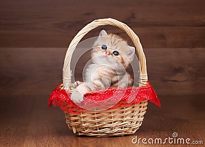 Small golden british kitten in basket
