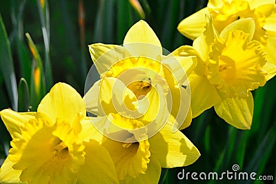 Small group of daffodils