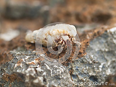 Small hermit crab in shell