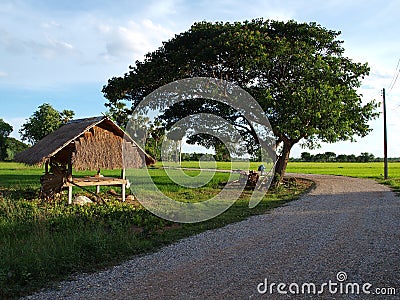 Small hut near big tree