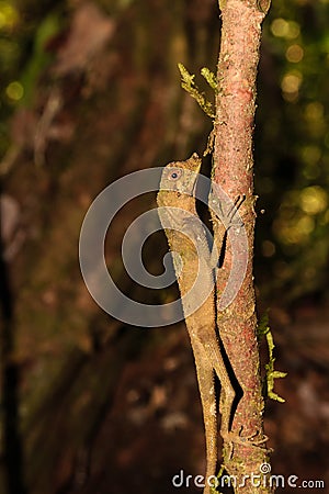 Small lizard in a tree