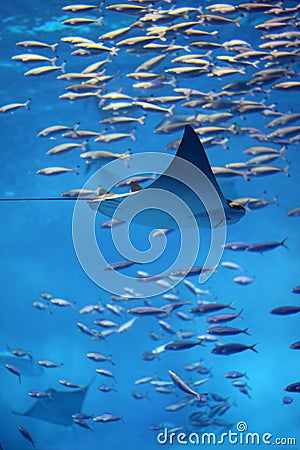 Small manta ray swimming through swarm of fish