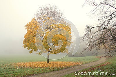 Small maple tree with golden leaves in misty autumn morning