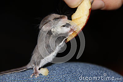 Small mouse eating apple.