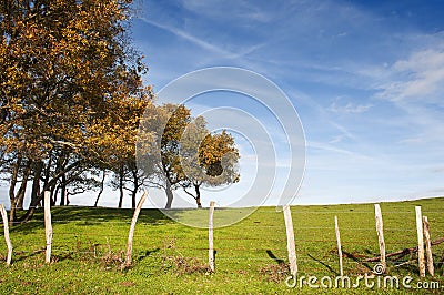 Small oak trees aligned in a fenced green grass field with blue sky