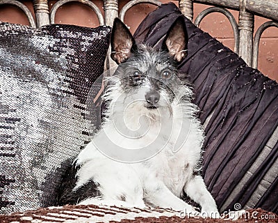 Small Old Dog Sitting on Couch with Blanket and Cushions