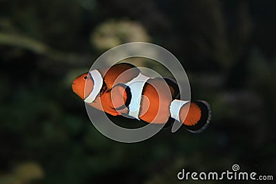 Small orange,white and black fish