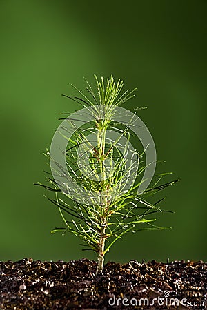 Small Pine Tree Plant Stock Images - Image: 13967184