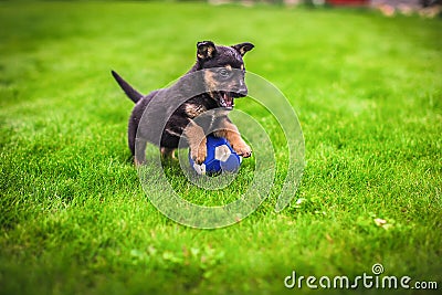 Small puppy mongrel on background of green grass outdoors play with ball