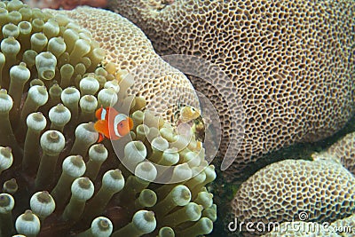 A small red clown fish on a Hard coral