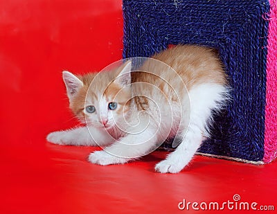 Small red and white kitten gets out of scratching posts on red