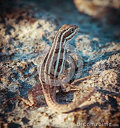 close up view of little reptile sitting on the gr