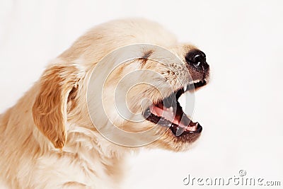 Small retriever puppy with open mouth