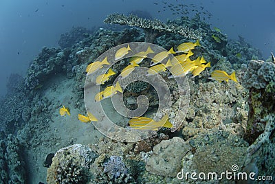 Small school of Blue striped snapper