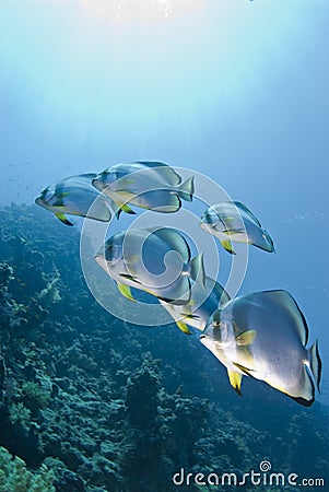 Small school of Circular batfish.